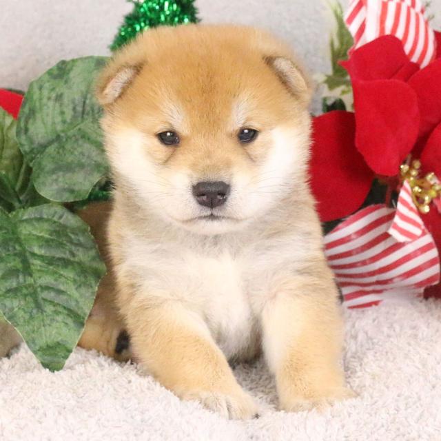 Mickey - Shiba Inu