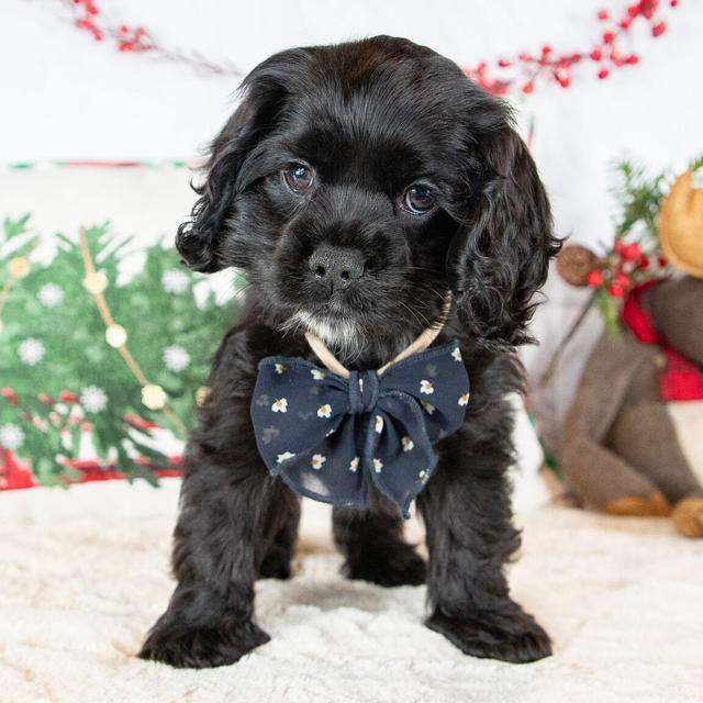 Cora - Cocker Spaniel