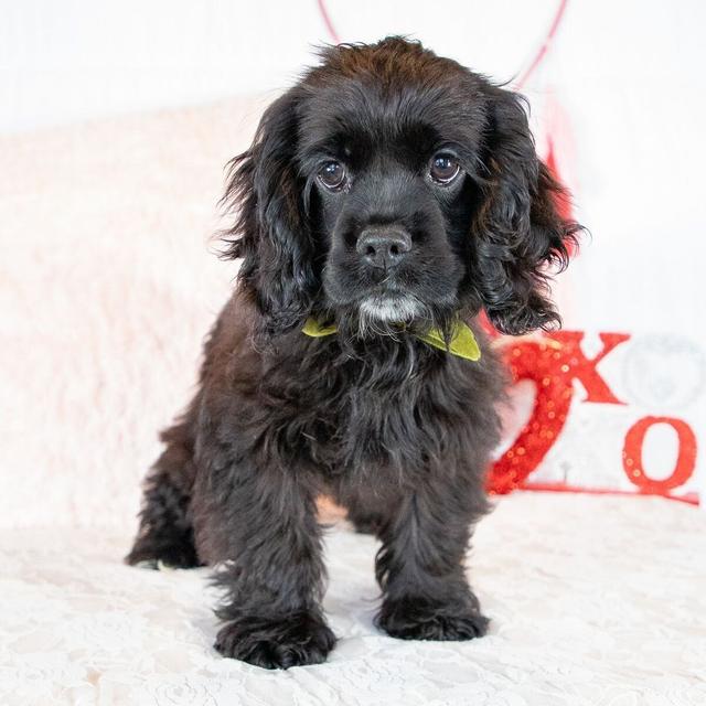 Cora - Cocker Spaniel