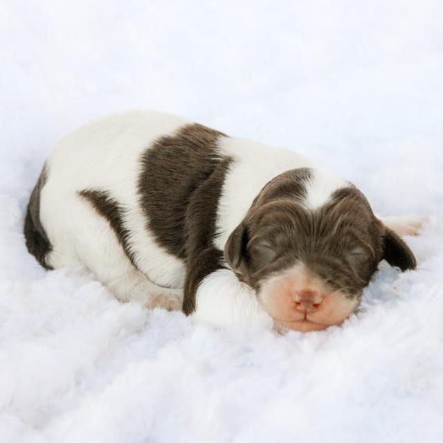 Daisy - Labradoodle