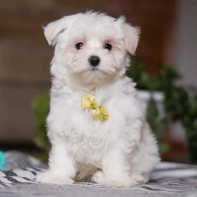 Nash - Maltese