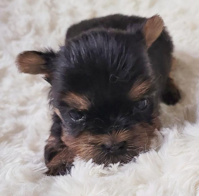 Jan - Yorkshire Terrier