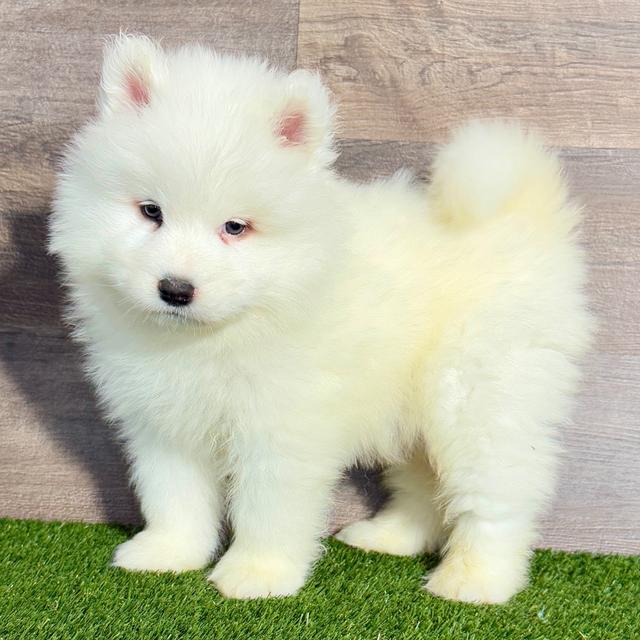 Samuel - Samoyed