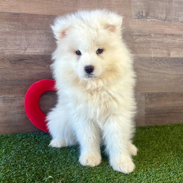 Samuel - Samoyed