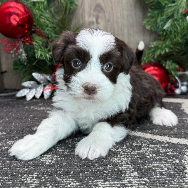 Howard - Havanese