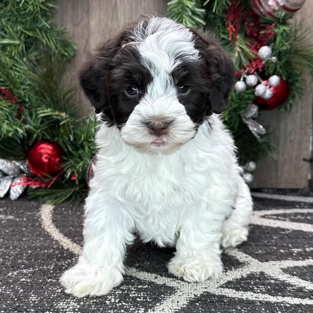 Ian - Havanese