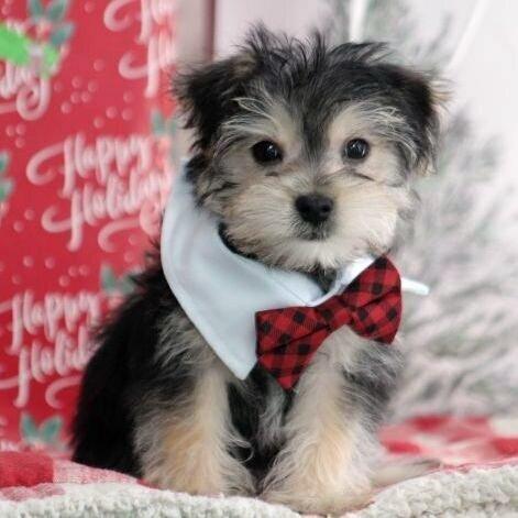 Nicholas - Yorkiepoo