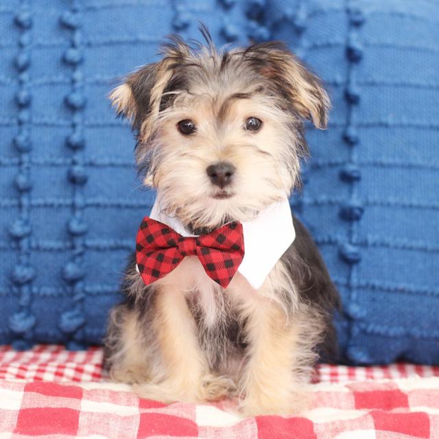 Nicholas - Yorkiepoo