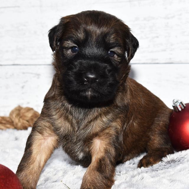 Emmett - Soft Coated Wheaten Terrier