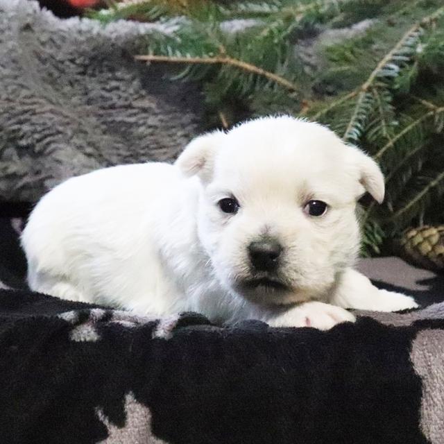 Chloe - West Highland White Terrier