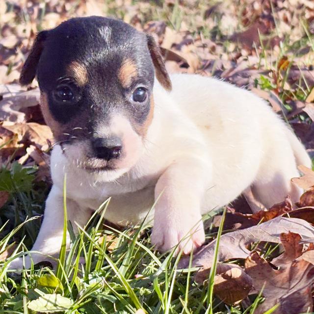 Tito - Jack Russell Terrier