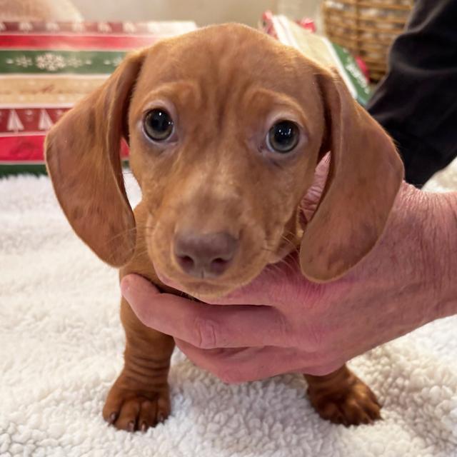 Precious - Dachshund