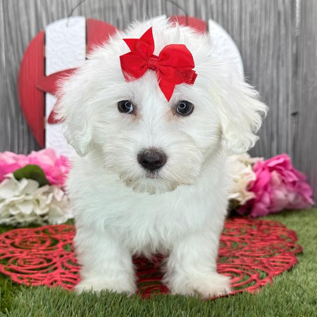 Olivia - Coton de Tulear