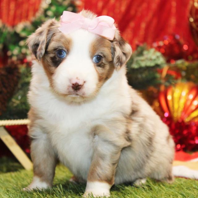 Shakira - Australian Shepherd