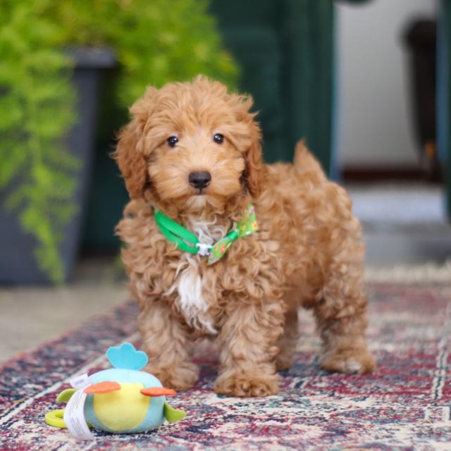 Buster - Schnoodle