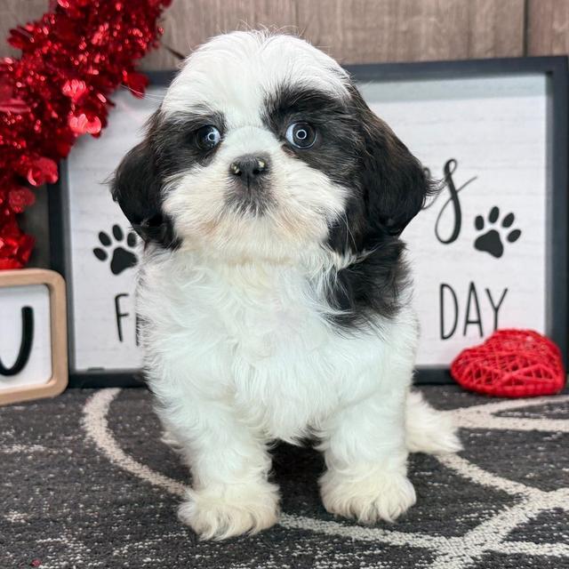 Kim - Shih Tzu