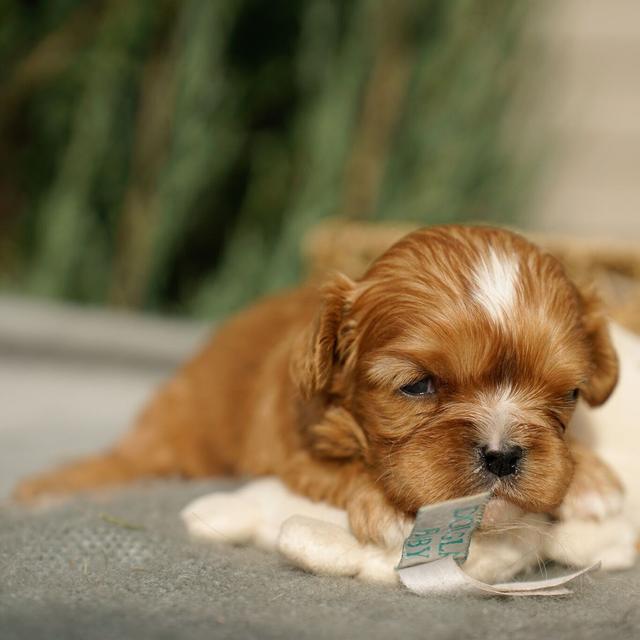 Gabe - Cavalier King Charles Spaniel