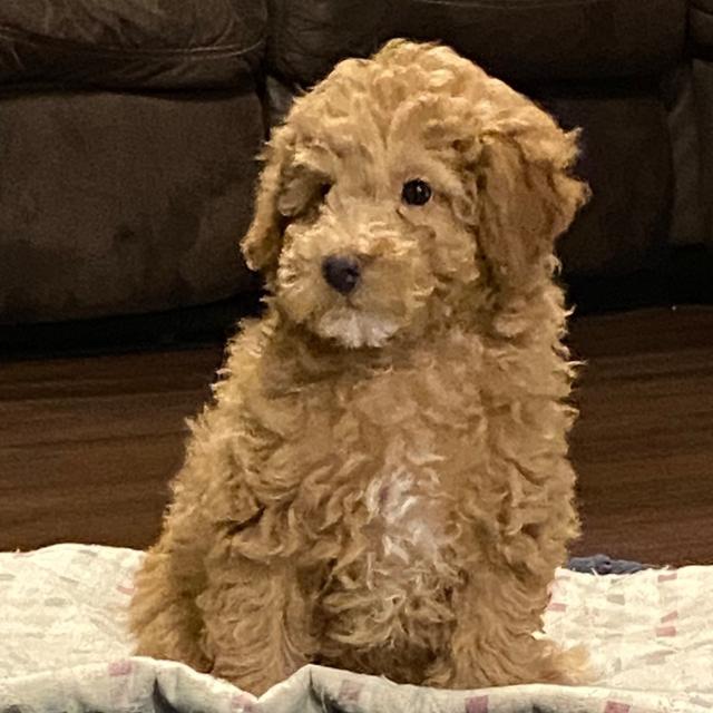 Bodie - Aussiedoodle