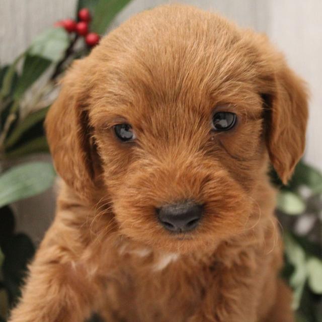 Nova - Labradoodle