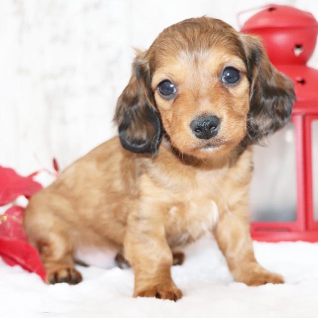 Sinclair - Dachshund