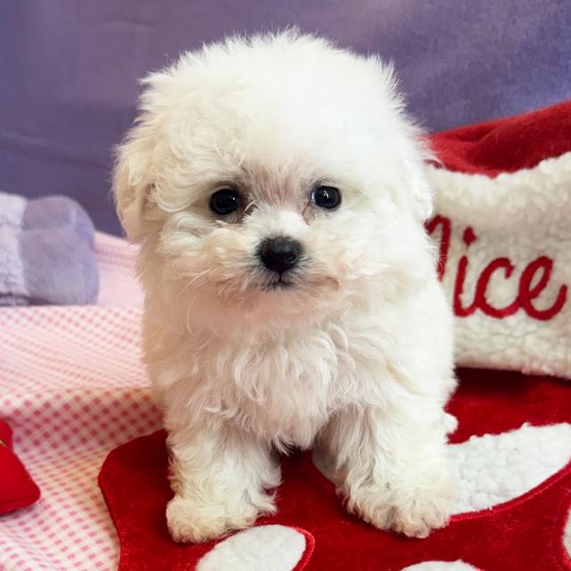 Cookie - Bichon Frise