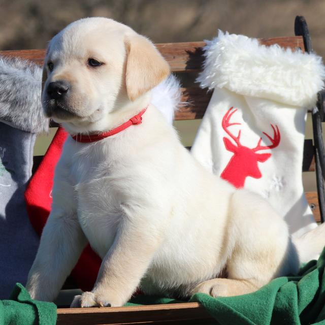 Jet - Labrador Retriever