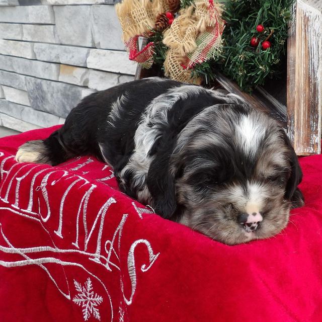 Boomer - Cocker Spaniel