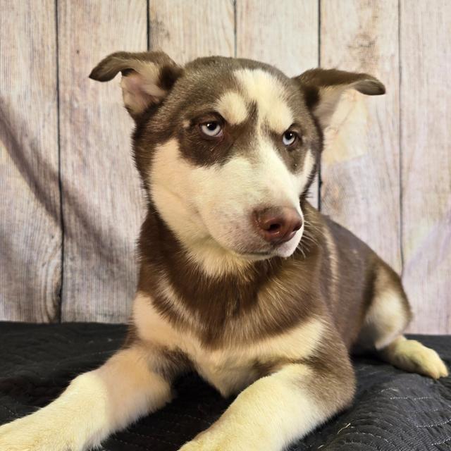 Tango - Siberian Husky