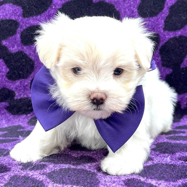 Tashi - Maltese