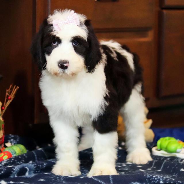 Winnie - Sheepadoodle