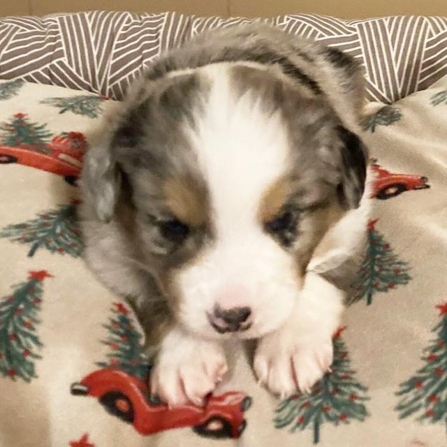 Smokey - Miniature American Shepherd