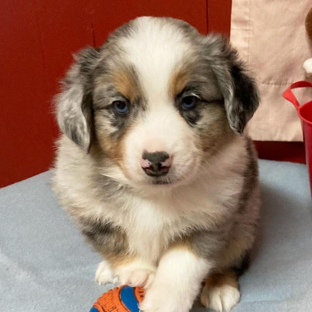 Smokey - Miniature American Shepherd