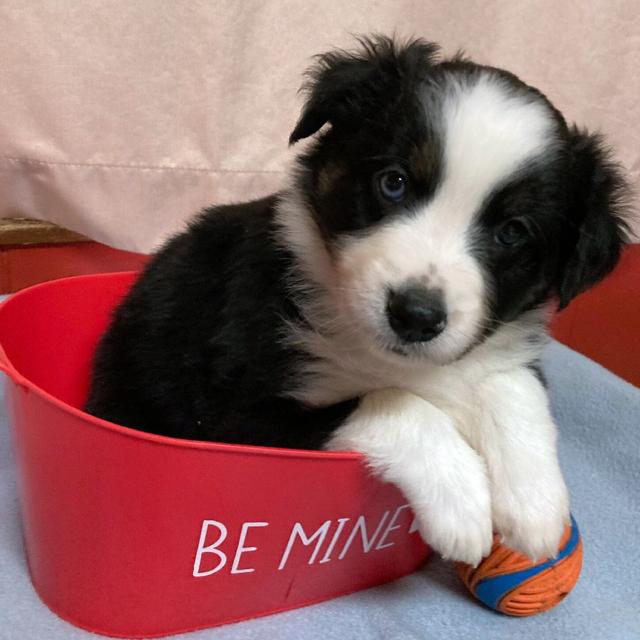 Parker - Miniature American Shepherd