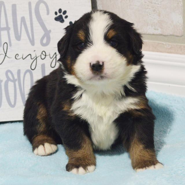 Logan - Bernese Mountain Dog