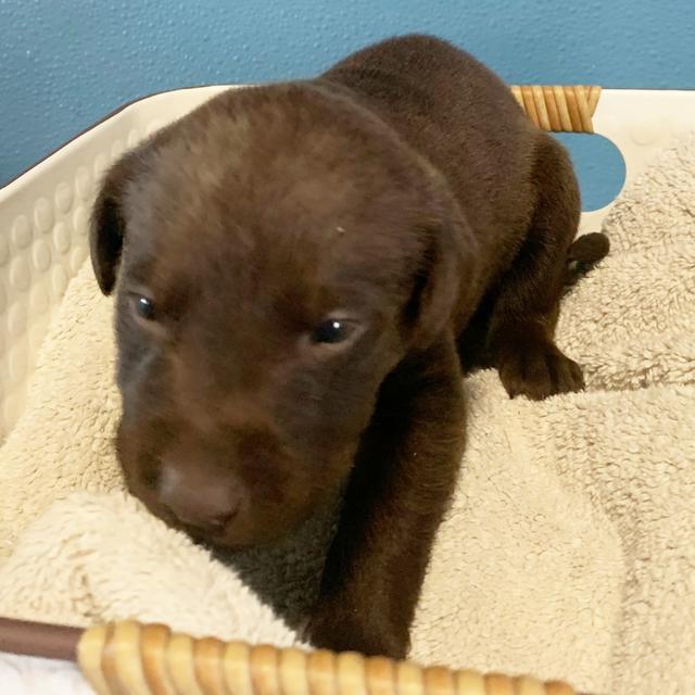 Duke - Labrador Retriever