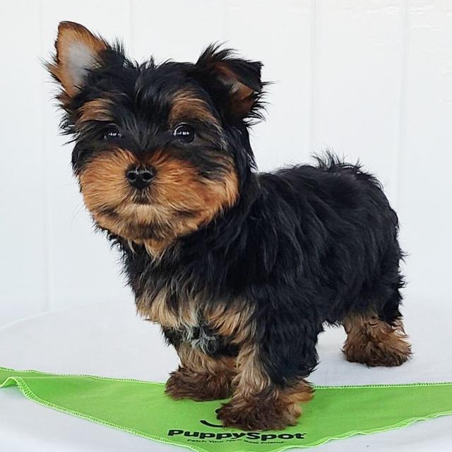 Scott - Yorkshire Terrier