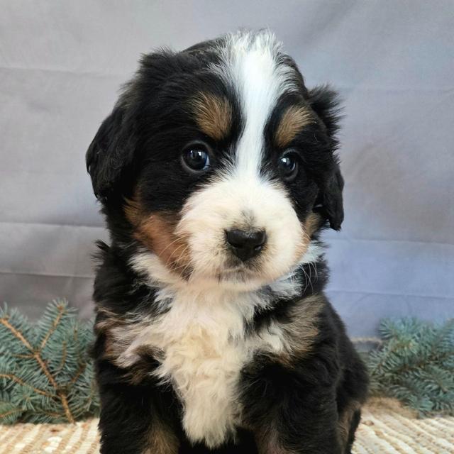 Jade - Bernese Mountain Dog