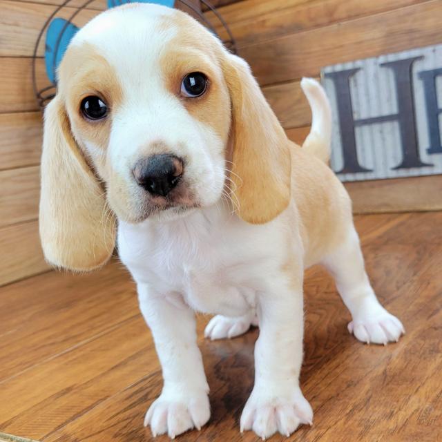 Hanes - Beagle