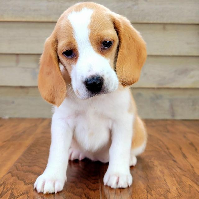 Josie - Beagle