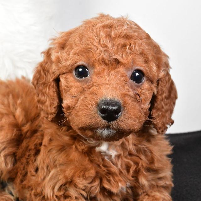 Nevaeh - Goldendoodle