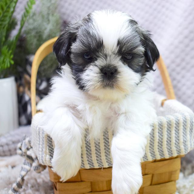 Kendrick - Shih Tzu