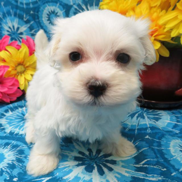 Butch - Maltese