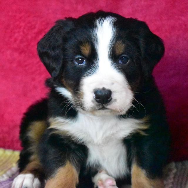 Champ - Bernese Mountain Dog