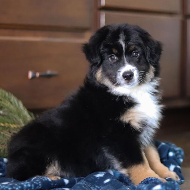 Mallory - Miniature American Shepherd