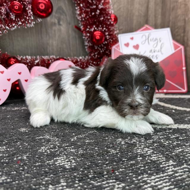 Quilla - Havanese