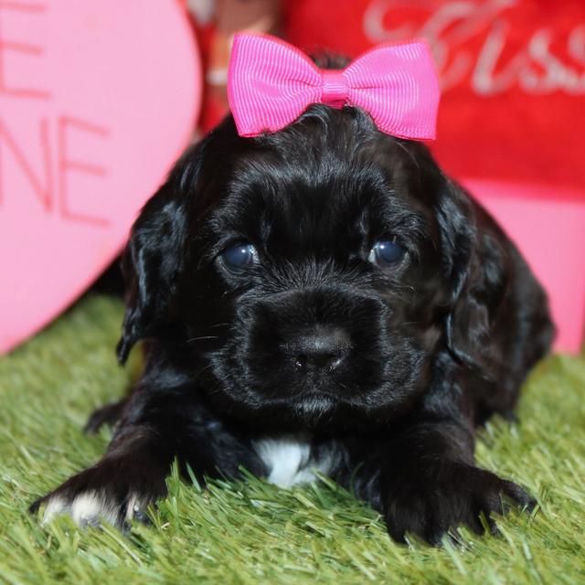 Belle - Cocker Spaniel