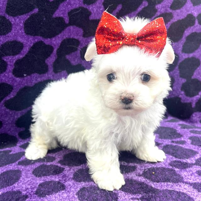 Amelia - Maltese