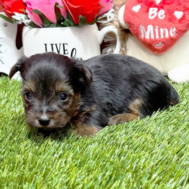 Cora - Yorkshire Terrier