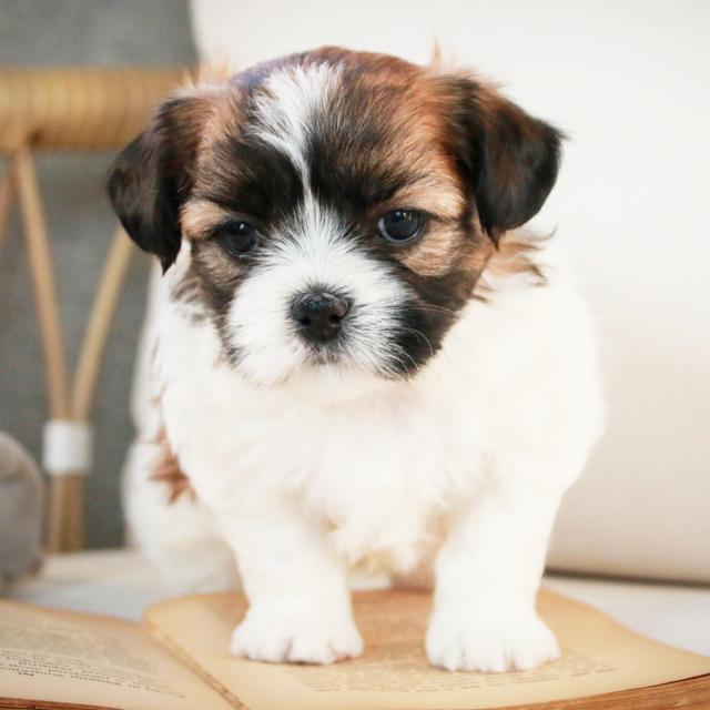 Bobby - Shih Tzu