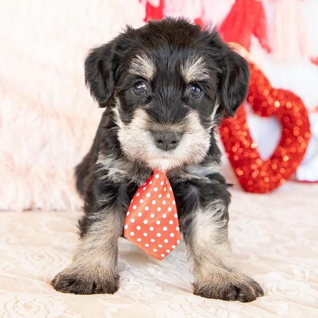 Koby - Miniature Schnauzer